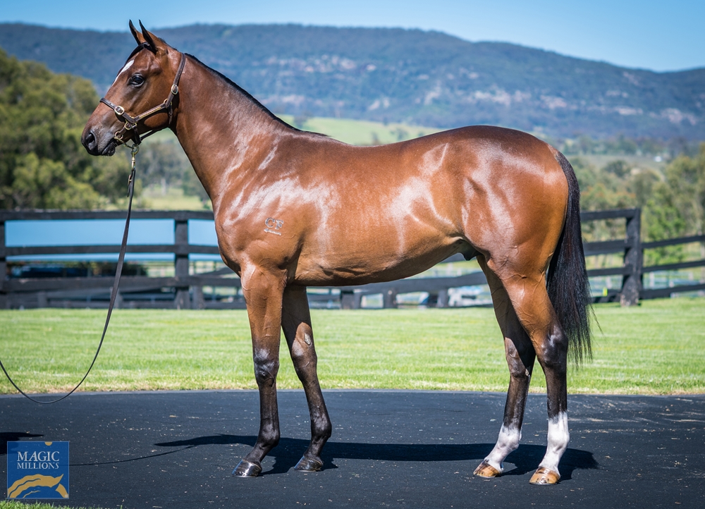 Cressfield - MM Gold Coast Yearling Sale Lot 720