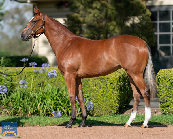 Vinery Stud - MM Gold Coast Yearling Sale Lot 734