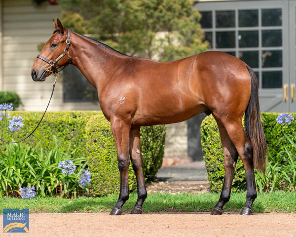 Vinery Stud - MM Gold Coast Yearling Sale Lot 738