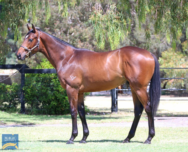 Mill Park Stud - MM Gold Coast Yearling Sale Lot 739