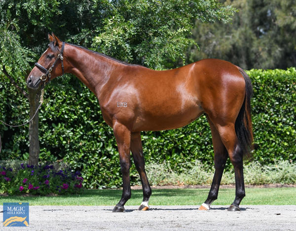 Coolmore Stud - MM Gold Coast Yearling Sale Lot 740