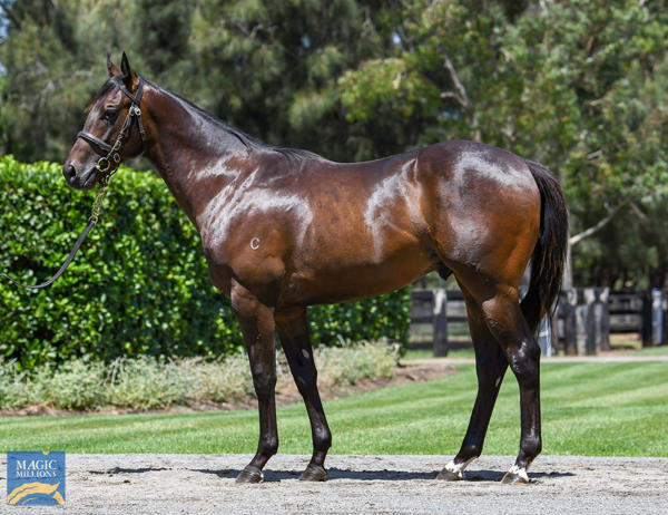 Coolmore Stud - MM Gold Coast Yearling Sale Lot 753