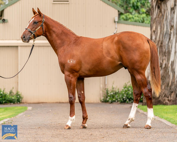 Kitchwin Hills - MM Gold Coast Yearling Sale Lot 763