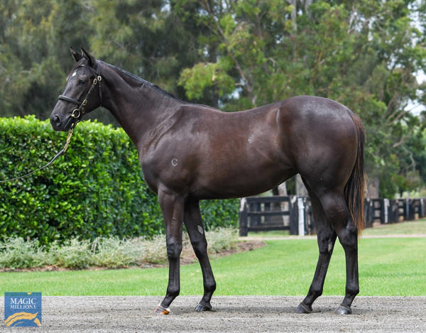 Coolmore Stud - MM Gold Coast Yearling Sale Lot 78