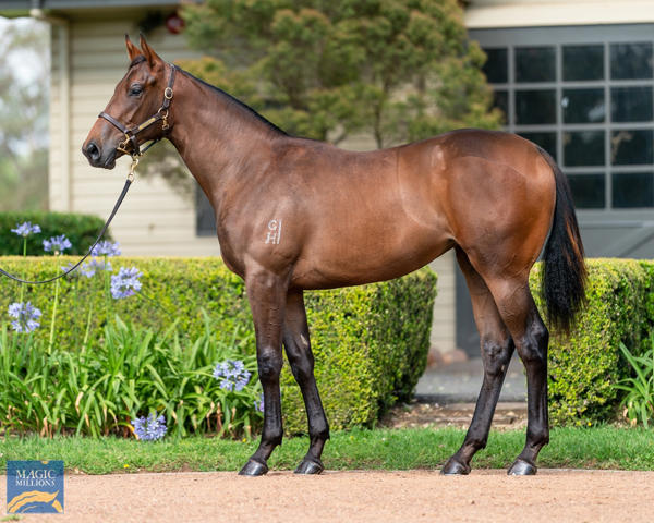 Vinery Stud - MM Gold Coast Yearling Sale Lot 796
