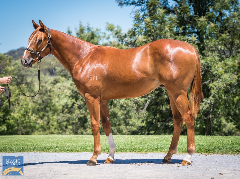 Middlebrook Valley Lodge - MM Gold Coast Yearling Sale Lot 802