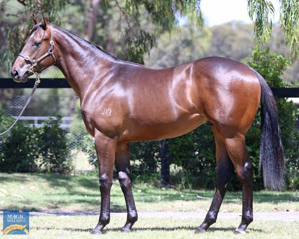 Mill Park Stud - MM Gold Coast Yearling Sale Lot 81