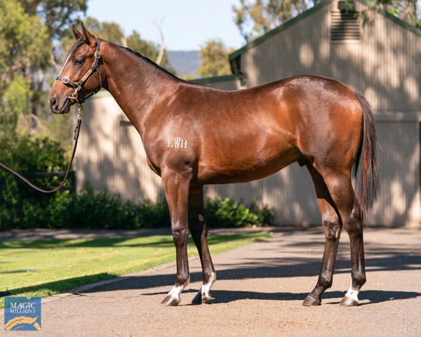 Kitchwin Hills - MM Gold Coast Yearling Sale Lot 814