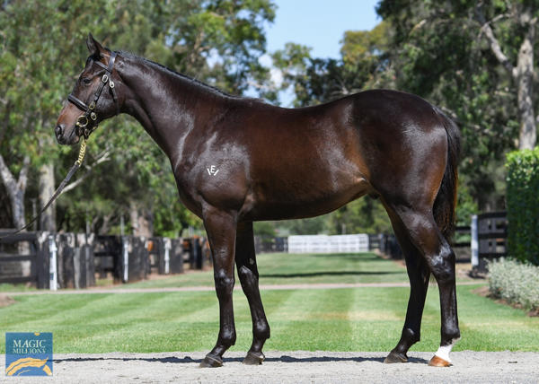 Coolmore Stud - MM Gold Coast Yearling Sale Lot 817