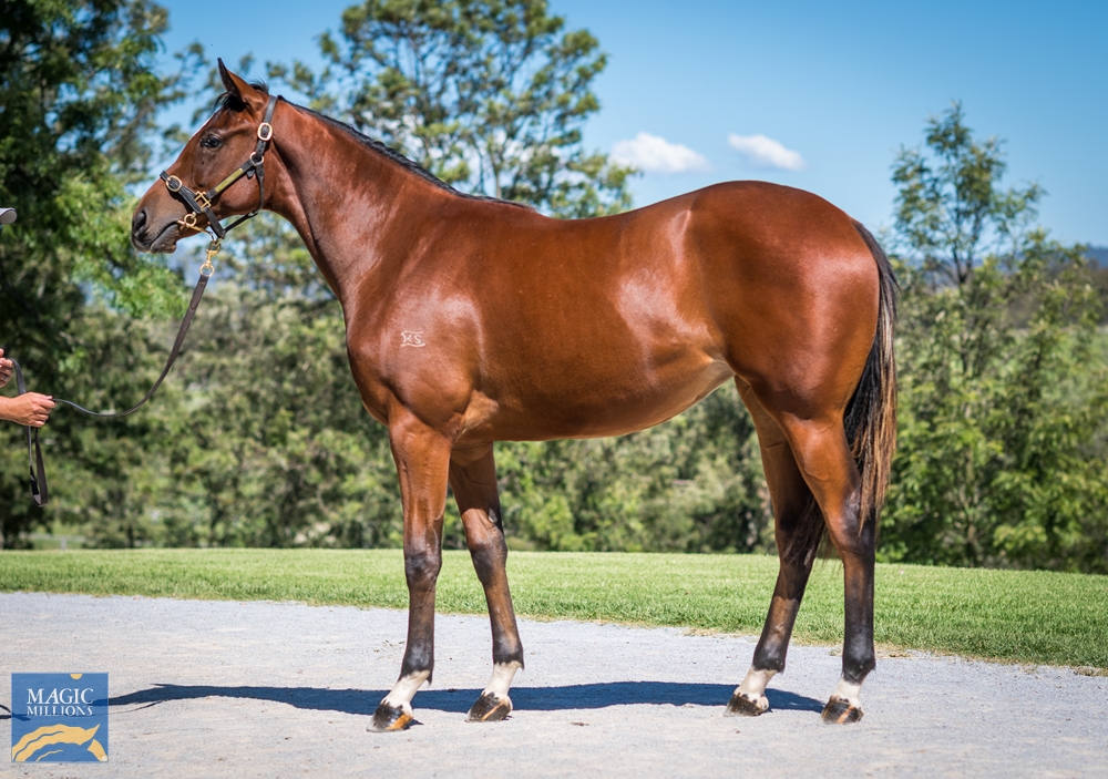 Middlebrook Valley Lodge - MM Gold Coast Yearling Sale Lot 820