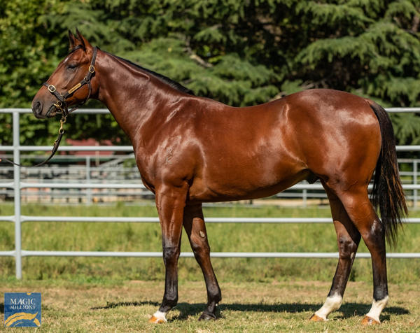 Newhaven Park - MM Gold Coast Yearling Sale Lot 834