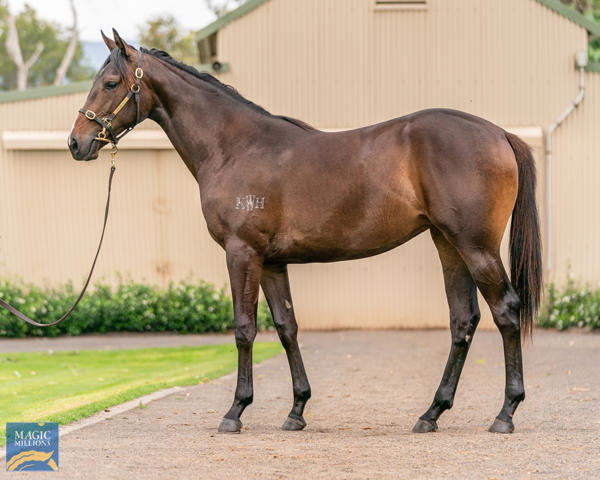 Kitchwin Hills - MM Gold Coast Yearling Sale Lot 848
