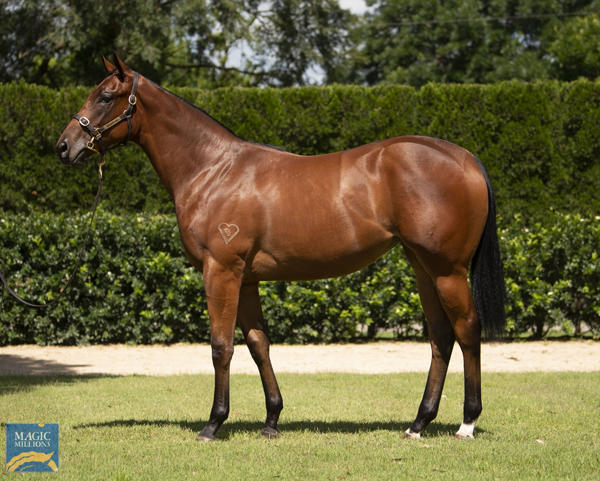 Torryburn Stud - MM Gold Coast Yearling Sale Lot 854