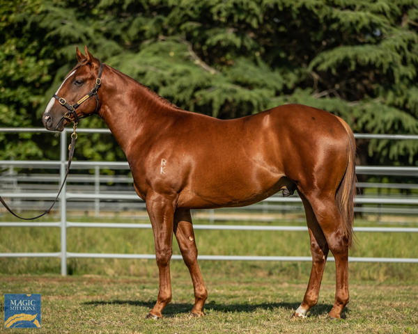 Newhaven Park - MM Gold Coast Yearling Sale Lot 862