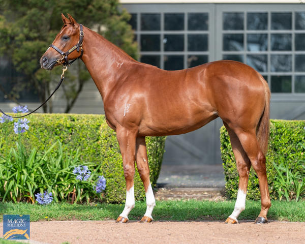 Vinery Stud - MM Gold Coast Yearling Sale Lot 863