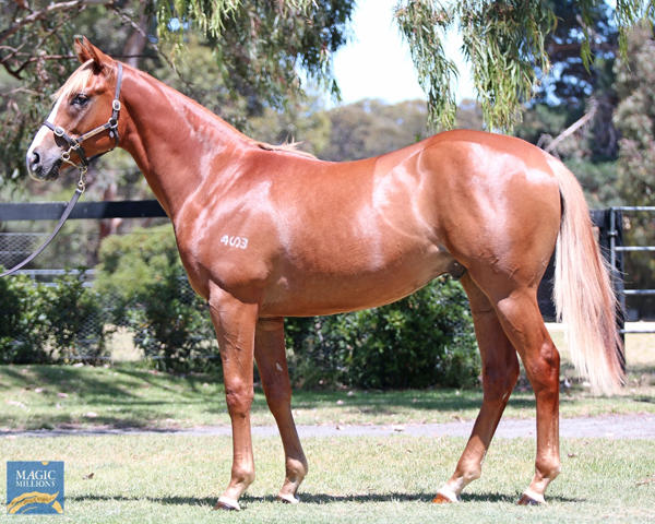 Mill Park Stud - MM Gold Coast Yearling Sale Lot 865