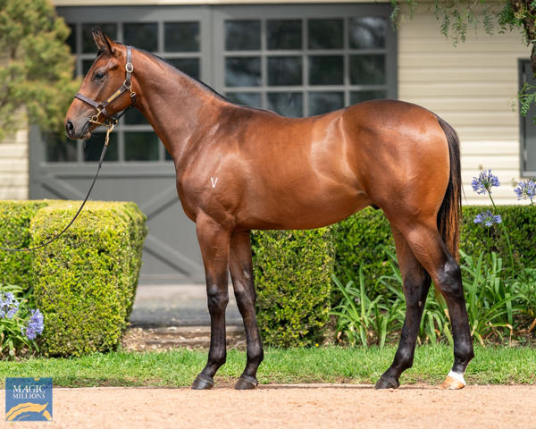 Vinery Stud - MM Gold Coast Yearling Sale Lot 866