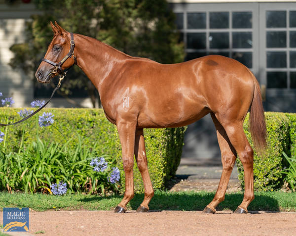 Vinery Stud - MM Gold Coast Yearling Sale Lot 88