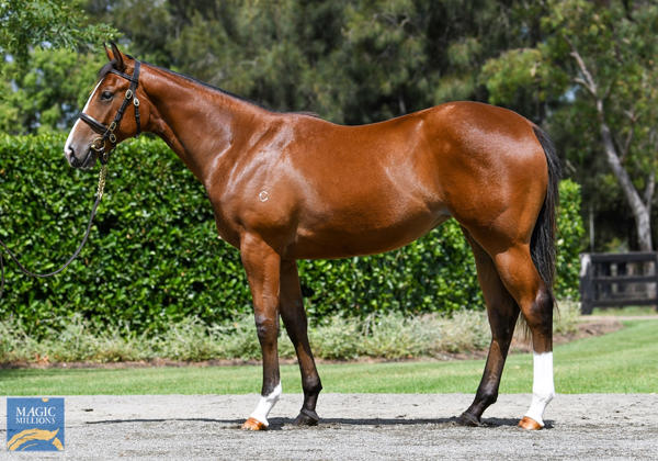 Coolmore Stud - MM Gold Coast Yearling Sale Lot 882