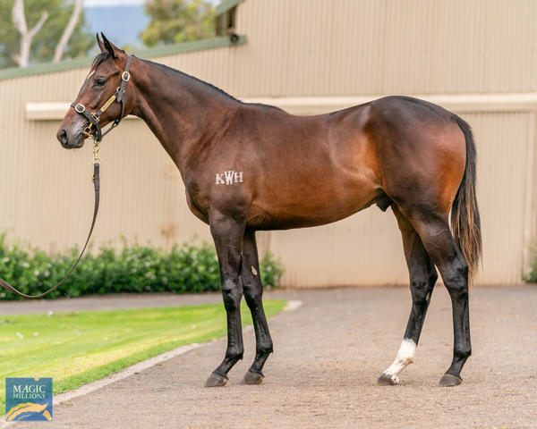 Kitchwin Hills - MM Gold Coast Yearling Sale Lot 897
