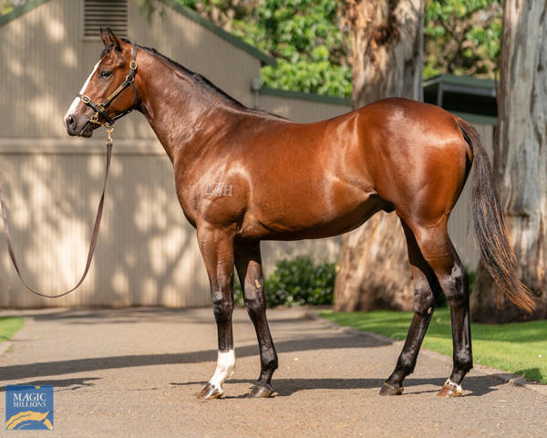 Kitchwin Hills - MM Gold Coast Yearling Sale Lot 904