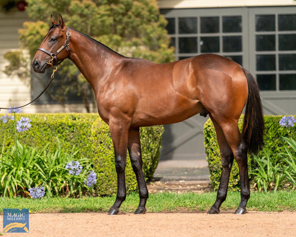 Vinery Stud - MM Gold Coast Yearling Sale Lot 911