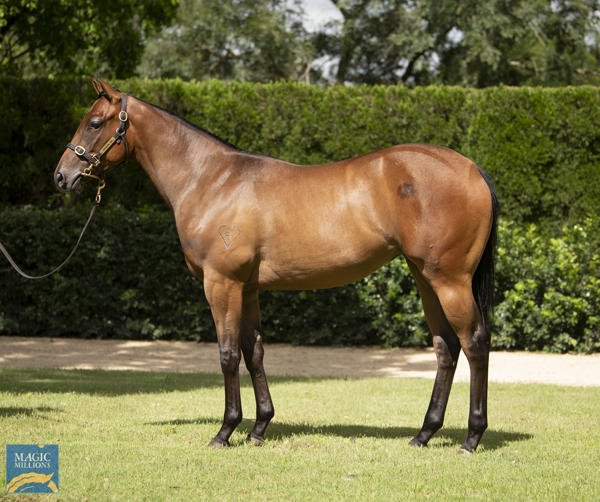 Torryburn Stud - MM Gold Coast Yearling Sale Lot 913