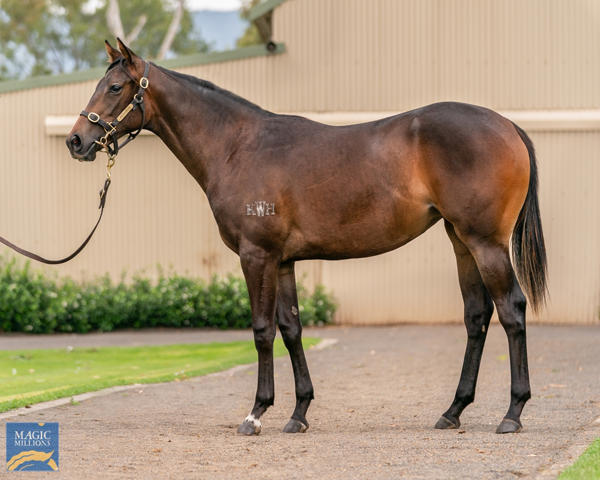 Kitchwin Hills - MM Gold Coast Yearling Sale Lot 920