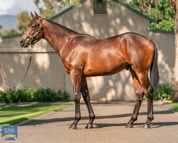 Kitchwin Hills - MM Gold Coast Yearling Sale Lot 932