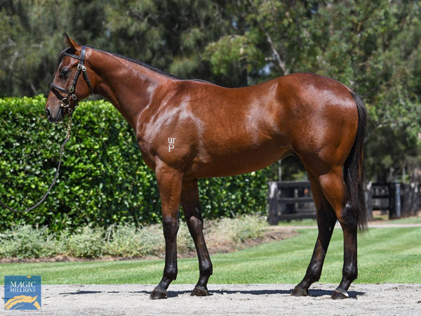 Coolmore Stud - MM Gold Coast Yearling Sale Lot 94