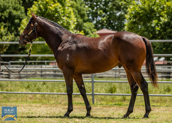 Newhaven Park - MM Gold Coast Yearling Sale Lot 961