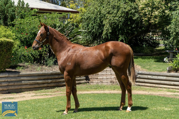 Oaklands Stud - MM Gold Coast Yearling Sale Lot 964