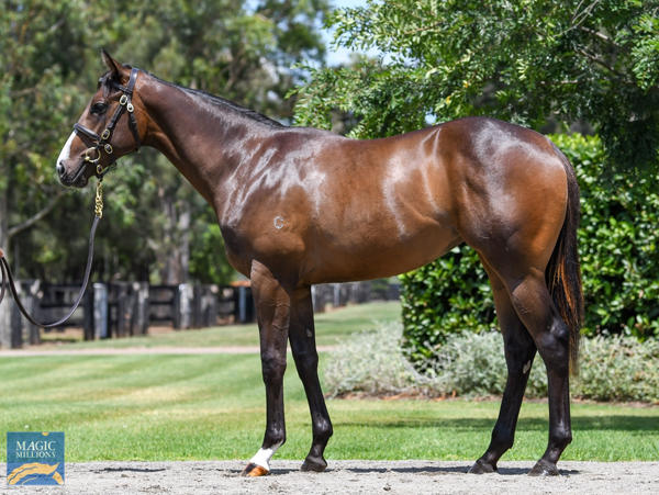 Coolmore Stud - MM Gold Coast Yearling Sale Lot 98