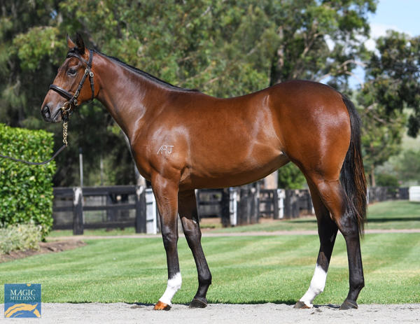 Coolmore Stud - MM Gold Coast Yearling Sale Lot 988