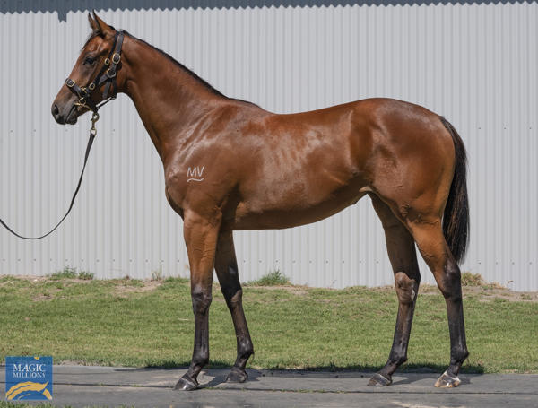 Written By  at Perth Yearling Sale
