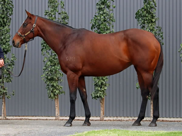 Lime Country Thoroughbreds - Australian Broodmare Sale Lot 215