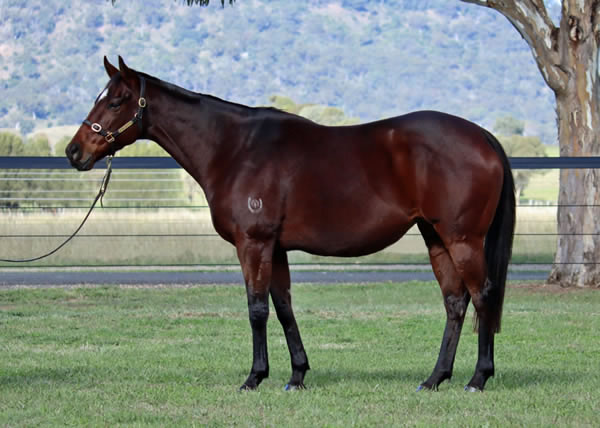 Lime Country Thoroughbreds - Australian Broodmare Sale Lot 225