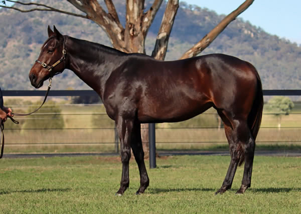 Lime Country Thoroughbreds - Australian Broodmare Sale Lot 268