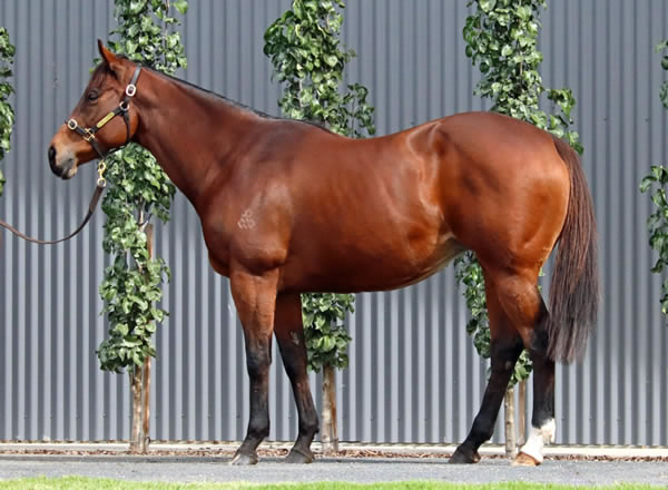 Lime Country Thoroughbreds - Australian Broodmare Sale Lot 292