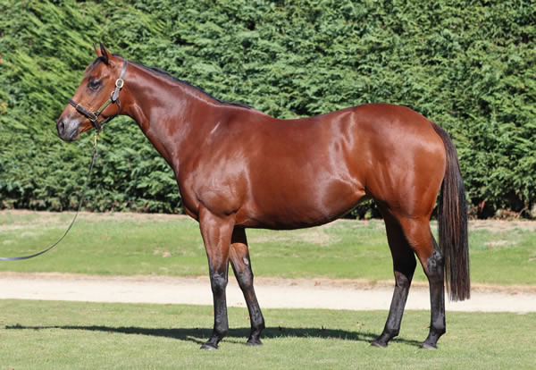 Lime Country Thoroughbreds - Australian Broodmare Sale Lot 302