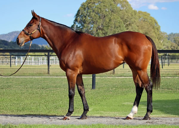 Lime Country Thoroughbreds - Australian Broodmare Sale Lot 317
