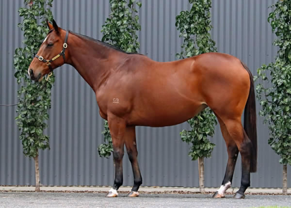 Lime Country Thoroughbreds - Australian Broodmare Sale Lot 379