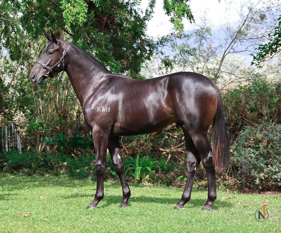 North - Australian Easter Yearling Sale Lot 107