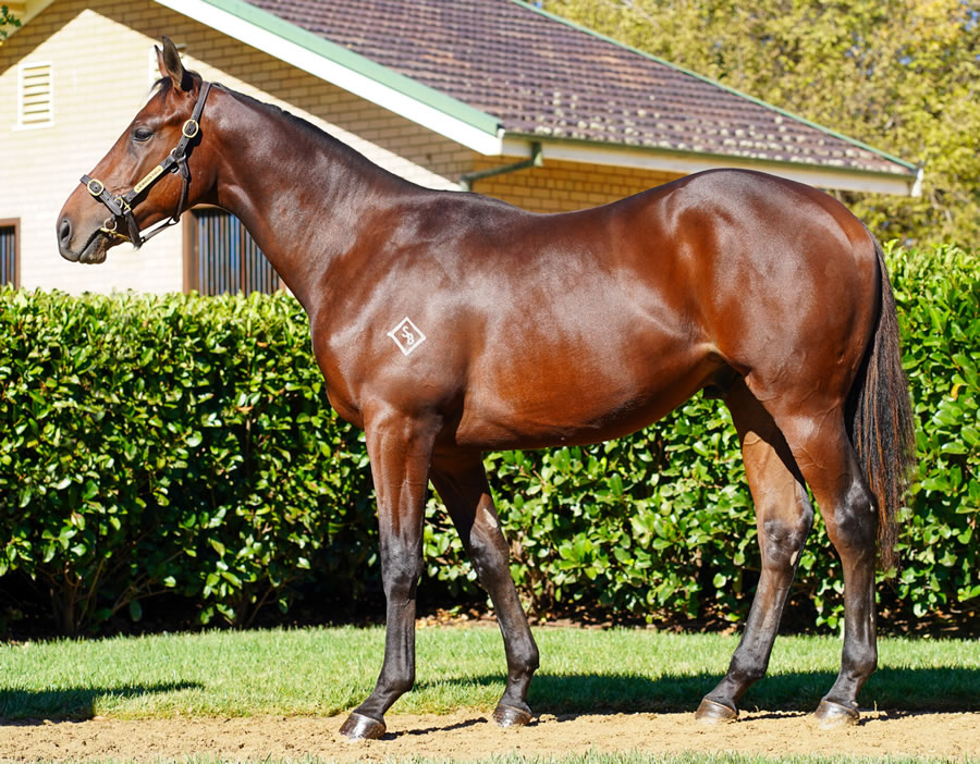 Newhaven Park - Australian Easter Yearling Sale Lot 125