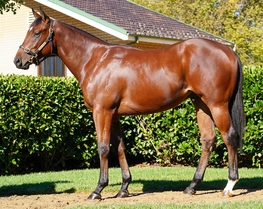 Newhaven Park - Australian Easter Yearling Sale Lot 141