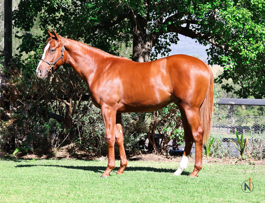 North - Australian Easter Yearling Sale Lot 146