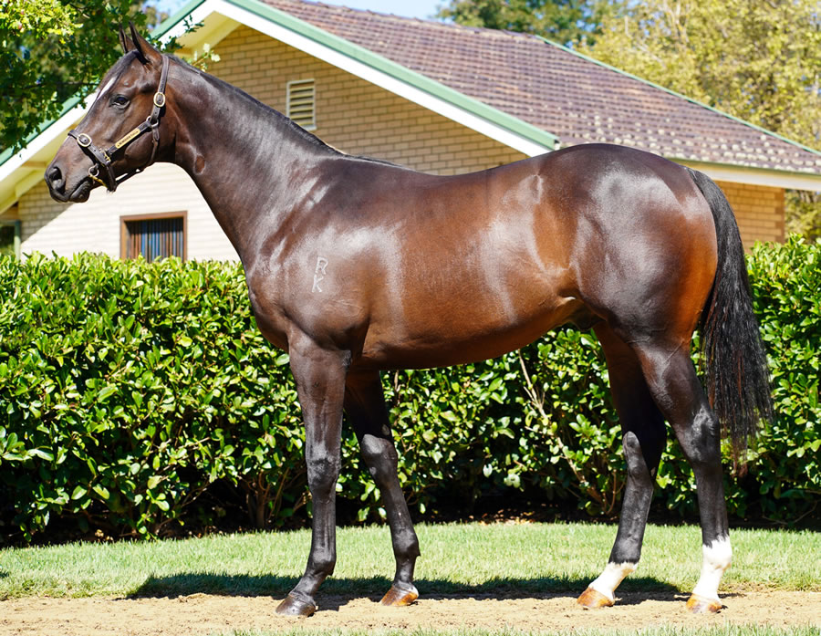 Newhaven Park - Australian Easter Yearling Sale Lot 155