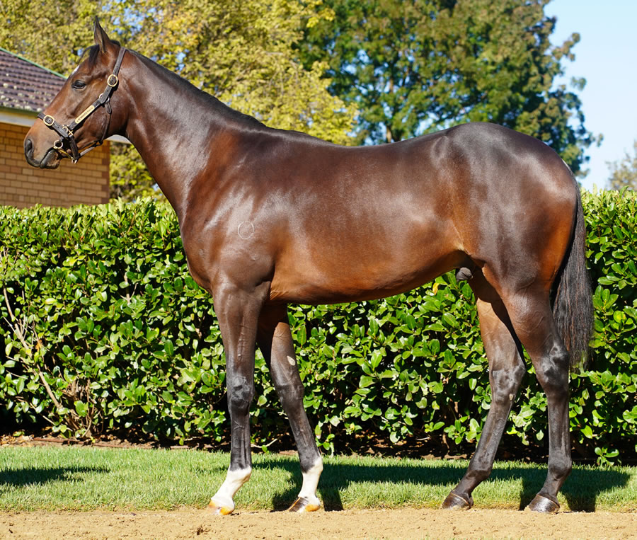 Newhaven Park - Australian Easter Yearling Sale Lot 196