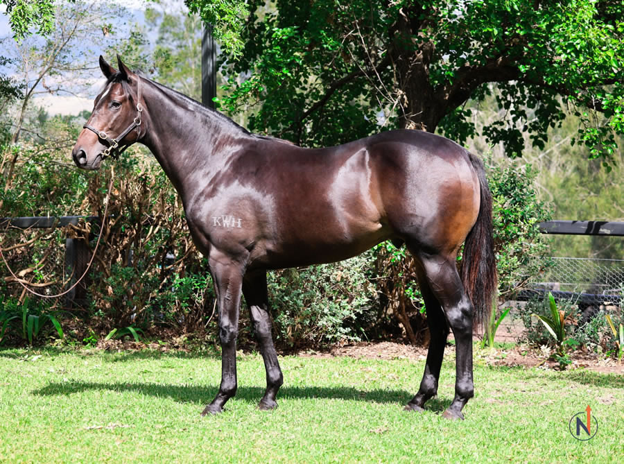 North - Australian Easter Yearling Sale Lot 204