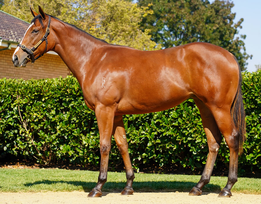 Newhaven Park - Australian Easter Yearling Sale Lot 282